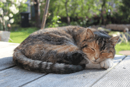 Marmalade
